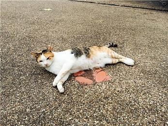 传闻：《合金装备3：重制版》采用虚幻引擎 开发近乎完成